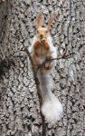 Squirrel 이미지 (118310841) - 게티이미지뱅크 Squirrel