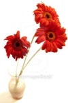 Faded bouquet 이미지 (92046869) - 게티이미지뱅크 Faded bouquet