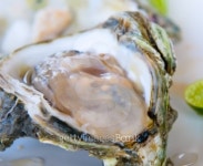 fresh oyster, very shallow focus 이미지 (100255901) - 게티이미지뱅크 fresh oyster, very shallow focus