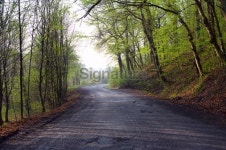 경기도산림환경연구소(금암동 산91) | Forest road 이미지 (91767887) - 게티이미지뱅크 Forest road