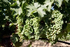 규민네포도밭 | Green grapes in vineyard 이미지 (96911373) - 게티이미지뱅크 Green grapes in vineyard