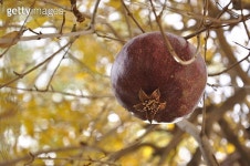 아그라나프루트코리아주식회사 | Tropical Fruit. Grenade 이미지 (149078186) - 게티이미지뱅크 Tropical Fruit. Grenade