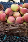 Apples and Black berries at farmer's market 이미지 (133562185) - 게티이미지뱅크 Apples and Black berries at farmer's market