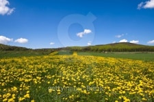 Flowery field. 이미지 (94760421) - 게티이미지뱅크 Flowery field.