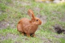 Red Rabbit 이미지 (152496289) - 게티이미지뱅크 Red Rabbit