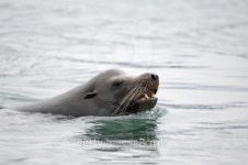California Sea Lion 이미지 (155317359) - 게티이미지뱅크 California Sea Lion