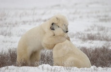 Polar Bears Canada North 이미지 (122422234) - 게티이미지뱅크 Polar Bears Canada North