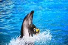 dolphin and ball 이미지 (100529946) - 게티이미지뱅크 dolphin and ball