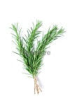 Sprig of Rosemary 이미지 (182793280) - 게티이미지뱅크 Sprig of Rosemary