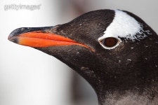 Gentoo penguin portrait, Antarctica 이미지 (152543004) - 게티이미지뱅크 Gentoo penguin portrait, Antarctica