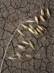 Single oat ear on drought soil 이미지 (106589629) - 게티이미지뱅크 Single oat ear on drought soil