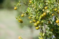 리몬트리(Limon Tree) | Limes on the tree 이미지 (133973778) - 게티이미지뱅크 Limes on the tree