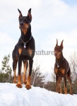 빌라도베르만(VILLA DOBERMANN) | Doberman Pinscher Dogs Outdoors in Winter Snow; Strong Intellige 이미지 (182487404) - 게티이미지뱅크 Doberman Pinscher Dogs...