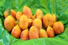 파파프루츠(Papa Fruits) | Papaya Fruits 이미지 (103957285) - 게티이미지뱅크 Papaya Fruits