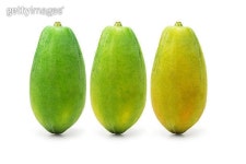 파파프루츠(Papa Fruits) | Ripening papaya fruits 이미지 (106511520) - 게티이미지뱅크 Ripening papaya fruits