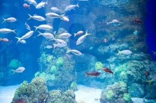 육삼수족관 | Fish in Aquarium 이미지 (134415690) - 게티이미지뱅크 Fish in Aquarium