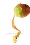 플라이 키위(Fly kiwi) | Tropical fruit kiwi 이미지 (101406239) - 게티이미지뱅크 Tropical fruit kiwi