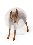 빌라도베르만(VILLA DOBERMANN) | Doberman Pinscher Dog Wearing a Cone Isolated on White 이미지 (153738507) - 게티이미지뱅크 Doberman Pinscher Dog Wearing a...