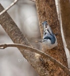 White-breasted Nuthatch, Siita carolinensis 이미지 (98423523) - 게티이미지뱅크 White-breasted Nuthatch, Siita carolinensis