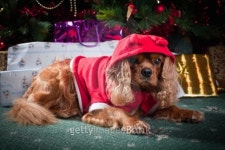 Little Santa Helper 이미지 (136325165) - 게티이미지뱅크 Little Santa Helper