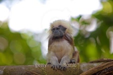 Cotton-top tamarin in the tropical forest of Colombia 이미지... Cotton-top tamarin in the tropical forest of Colombia