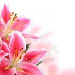 Pink lilies 이미지 (166085886) - 게티이미지뱅크 Pink lilies