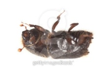Bark borer isolated on white background, extreme close up 이미지 (121901616) - 게티이미지뱅크 Bark borer isolated on white...