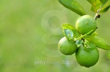 리몬트리(Limon Tree) | lime on a tree 이미지 (153154500) - 게티이미지뱅크 lime on a tree