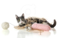 Yarn-Tangled Kitty 이미지 (152989037) - 게티이미지뱅크 Yarn-Tangled Kitty