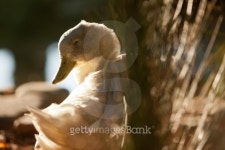 Cheeky Duck 이미지 (151933211) - 게티이미지뱅크 Cheeky Duck
