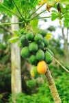 파파프루츠(Papa Fruits) | papaya fruits 이미지 (156473221) - 게티이미지뱅크 papaya fruits
