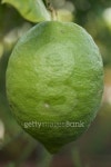 리몬트리(Limon Tree) | lime on the tree 이미지 (153873410) - 게티이미지뱅크 lime on the tree