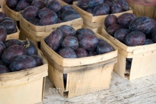 Purple Plums 이미지 (177238683) - 게티이미지뱅크 Purple Plums