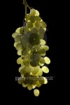 seedless grapes 이미지 (142340174) - 게티이미지뱅크 seedless grapes