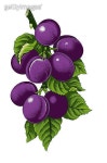 Purple Plum 이미지 (163684869) - 게티이미지뱅크 Purple Plum