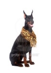 빌라도베르만(VILLA DOBERMANN) | Doberman dog with scarf 이미지 (177760739) - 게티이미지뱅크 Doberman dog with scarf