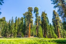 famous big sequoia trees 이미지 (178547773) - 게티이미지뱅크 famous big sequoia trees