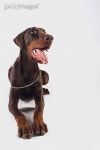 빌라도베르만(VILLA DOBERMANN) | "Doberman Pinscher, Brown dog ready for command" 이미지 (178747350) - 게티이미지뱅크 "Doberman Pinscher, Brown dog ready for...