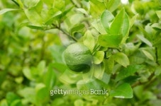리몬트리(Limon Tree) | lemon hanging on tree 이미지 (166132209) - 게티이미지뱅크 lemon hanging on tree