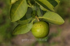 리몬트리(Limon Tree) | Lime on the tree 이미지 (450668789) - 게티이미지뱅크 Lime on the tree