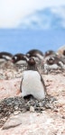 Antarctica gentoo penguin on nest 이미지 (174960334) - 게티이미지뱅크 Antarctica gentoo penguin on nest