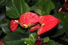 플로라꽃.마름세상 | Flora Anthurium 이미지 (458852983) - 게티이미지뱅크 Flora Anthurium