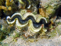 Tridacna clam 이미지 (459876899) - 게티이미지뱅크 Tridacna clam