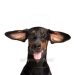 빌라도베르만(VILLA DOBERMANN) | Cute ears of dobermann dog isolated on white 이미지 (160230520) - 게티이미지뱅크 Cute ears of dobermann dog isolated on white
