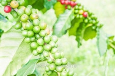 Cofeee Green Bean(커피그린빈) | Green coffee beans 이미지 (187558382) - 게티이미지뱅크 Green coffee beans