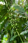 Cofeee Green Bean(커피그린빈) | Green coffee beans 이미지 (172457981) - 게티이미지뱅크 Green coffee beans