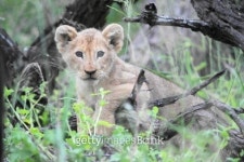 LION CUB ALONE IN THE BUSH 이미지 (185952871) - 게티이미지뱅크 LION CUB ALONE IN THE BUSH