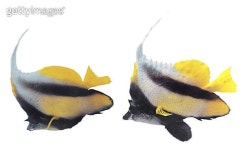 Zebrasoma yellowtail isolated on white background. 이미지 (178721696) - 게티이미지뱅크 Zebrasoma yellowtail isolated on white...