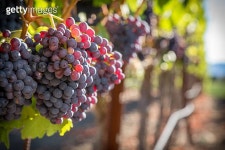 규민네포도밭 | Grenache Wine Grapes 이미지 (185818425) - 게티이미지뱅크 Grenache Wine Grapes