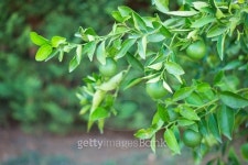 리몬트리(Limon Tree) | lemon hanging on tree 이미지 (516552767) - 게티이미지뱅크 lemon hanging on tree